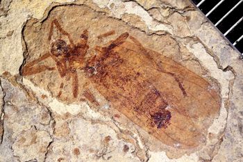Media type: image;   Entomology PALE-13892